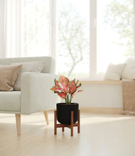 Load image into Gallery viewer, Stone Black stand:walnut