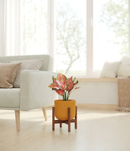 Load image into Gallery viewer, Sunset Orange stand:walnut