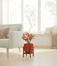 Load image into Gallery viewer, Earth Red stand:walnut