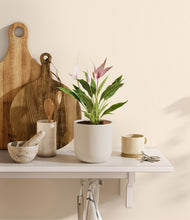 Load image into Gallery viewer, Natural Bamboo