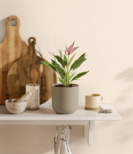 Load image into Gallery viewer, Sage Green