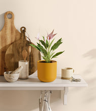 Load image into Gallery viewer, Sunset Orange