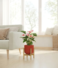 Load image into Gallery viewer, Earth Red stand:walnut