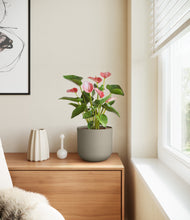 Load image into Gallery viewer, Sage Green