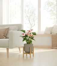 Load image into Gallery viewer, Sage Green stand:bamboo