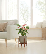 Load image into Gallery viewer, Sage Green stand:walnut