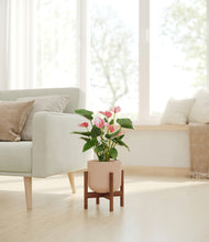 Load image into Gallery viewer, Sandy Pink stand:walnut