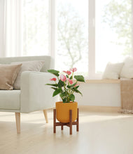 Load image into Gallery viewer, Sunset Orange stand:walnut