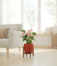 Load image into Gallery viewer, Earth Red stand:walnut