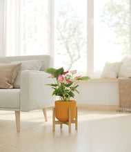 Load image into Gallery viewer, -