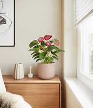 Load image into Gallery viewer, Sandy Pink