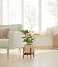 Load image into Gallery viewer, -