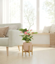 Load image into Gallery viewer, -