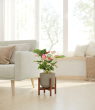 Load image into Gallery viewer, -