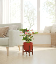 Load image into Gallery viewer, -