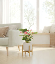 Load image into Gallery viewer, -