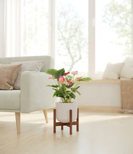 Load image into Gallery viewer, -