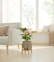 Load image into Gallery viewer, -