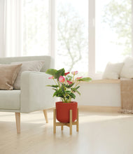 Load image into Gallery viewer, -