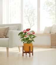 Load image into Gallery viewer, Sunset Orange stand:walnut