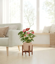 Load image into Gallery viewer, Sandy Pink stand:walnut