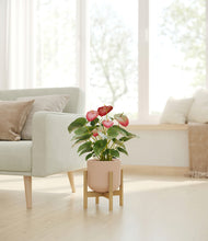 Load image into Gallery viewer, Sandy Pink stand:bamboo