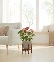 Load image into Gallery viewer, Sage Green stand:walnut