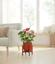 Load image into Gallery viewer, Earth Red stand:walnut