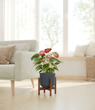 Load image into Gallery viewer, Iron Gray stand:walnut