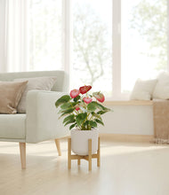 Load image into Gallery viewer, Natural Bamboo stand:bamboo