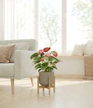 Load image into Gallery viewer, Sage Green stand:bamboo