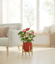 Load image into Gallery viewer, Earth Red stand:bamboo