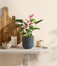 Load image into Gallery viewer, Iron Gray