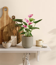 Load image into Gallery viewer, Sage Green