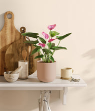 Load image into Gallery viewer, Sandy Pink