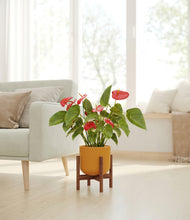 Load image into Gallery viewer, Sunset Orange stand:walnut