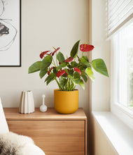 Load image into Gallery viewer, Sunset Orange