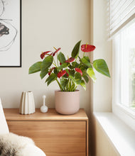 Load image into Gallery viewer, Sandy Pink