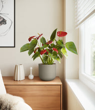 Load image into Gallery viewer, Sage Green