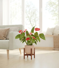 Load image into Gallery viewer, Sandy Pink stand:walnut