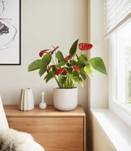 Load image into Gallery viewer, Natural Bamboo