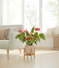 Load image into Gallery viewer, Sandy Pink stand:bamboo