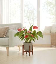 Load image into Gallery viewer, Sage Green stand:walnut