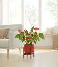 Load image into Gallery viewer, Earth Red stand:walnut