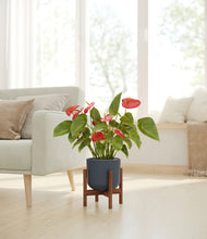 Load image into Gallery viewer, Iron Gray stand:walnut