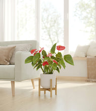 Load image into Gallery viewer, Natural Bamboo stand:bamboo