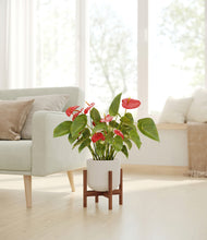 Load image into Gallery viewer, Natural Bamboo stand:walnut