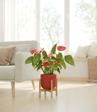 Load image into Gallery viewer, Earth Red stand:bamboo