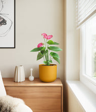 Load image into Gallery viewer, Sunset Orange