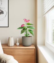 Load image into Gallery viewer, Sage Green